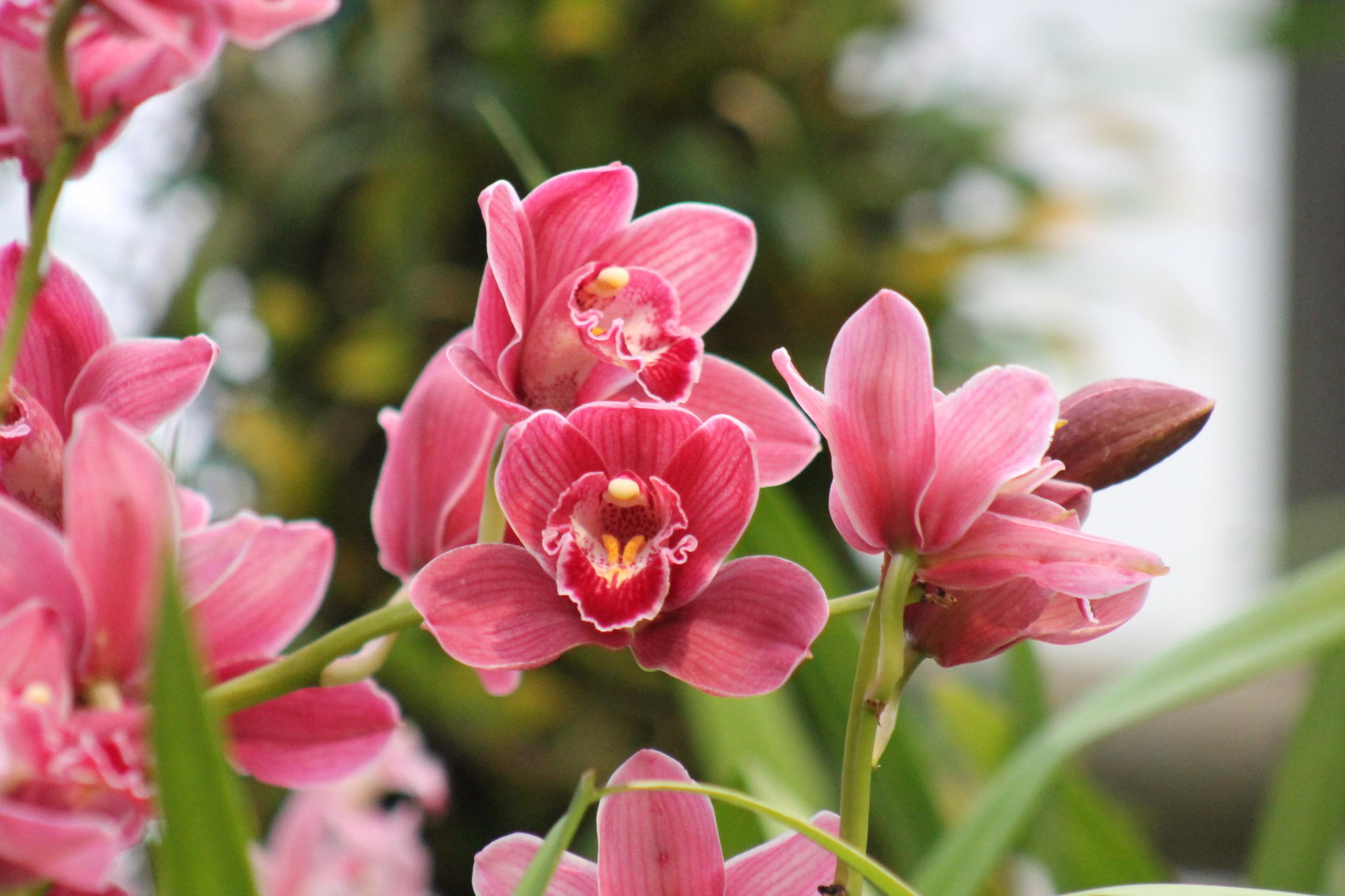 Путешествие в тропики