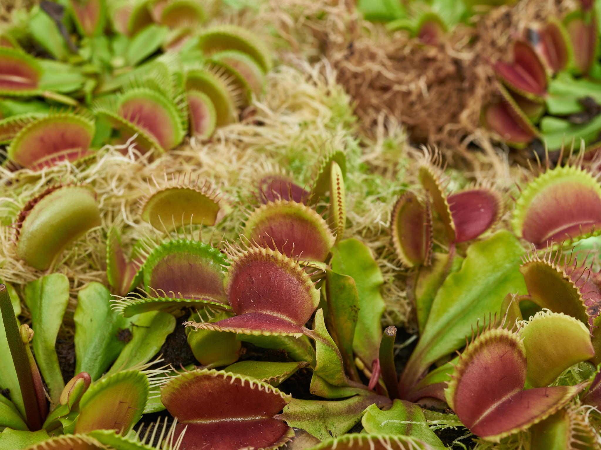 Интерактивная шоу-лекция "Секреты хищных растений" 7+