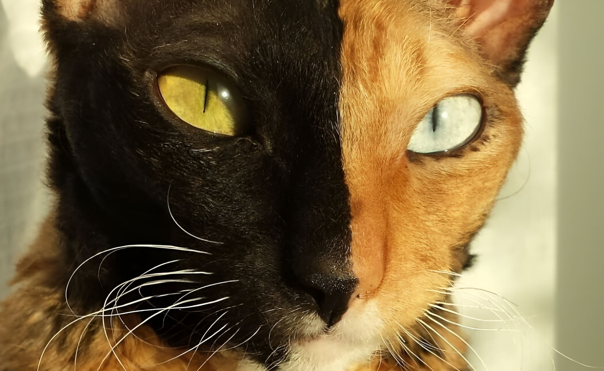 Онлайн-лекция Андрея Синюшина «Генетика пола и сцепленное с полом наследование»