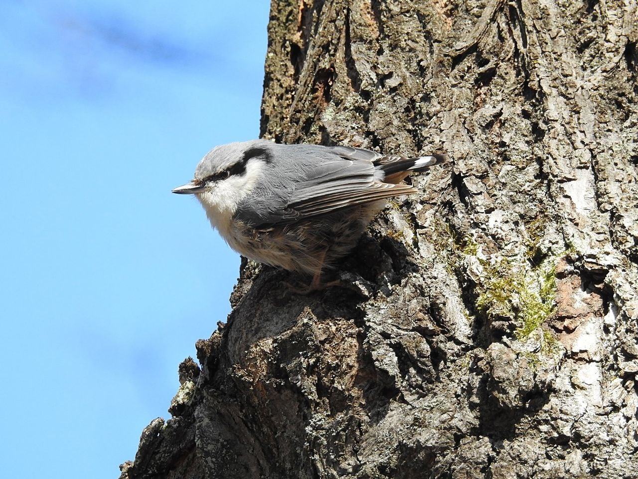 Ранние пташки
