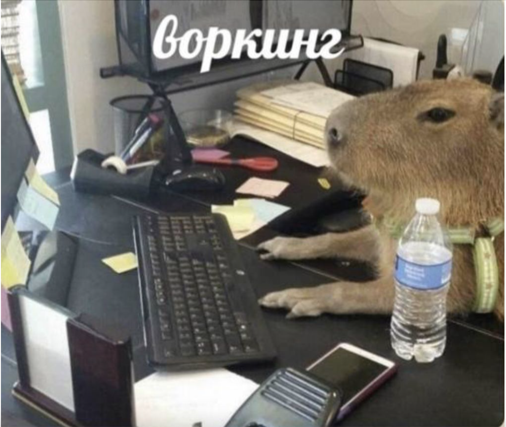 Тест в афишу