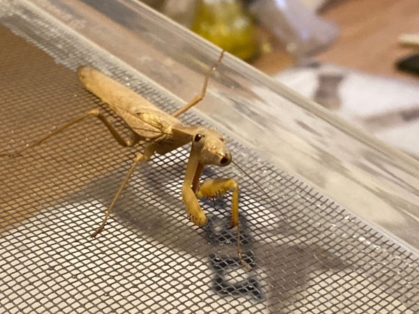Лекция Алёны Беспаловой «Вдохновение энтомолога: за что можно полюбить насекомых?»