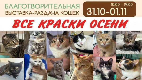 Благотворительная выставка-раздача КОТЯТ и КОТИКОВ в "ЛАПКАХ"