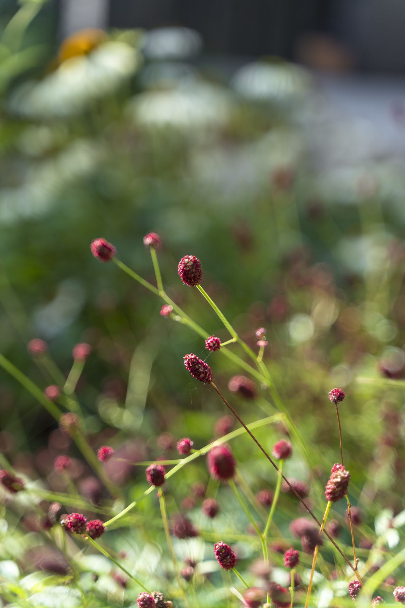 Тюмень, развитие города, ландшафта, жизни.  От 6 соток картошки до терапевтических садов и эко-технологических решений в Ландшафтном Дизайне