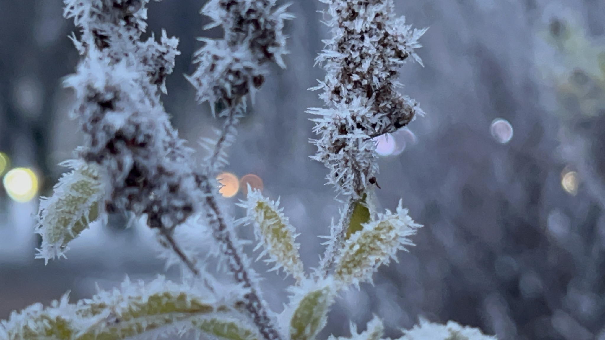 Созерцательный тифло-марафон