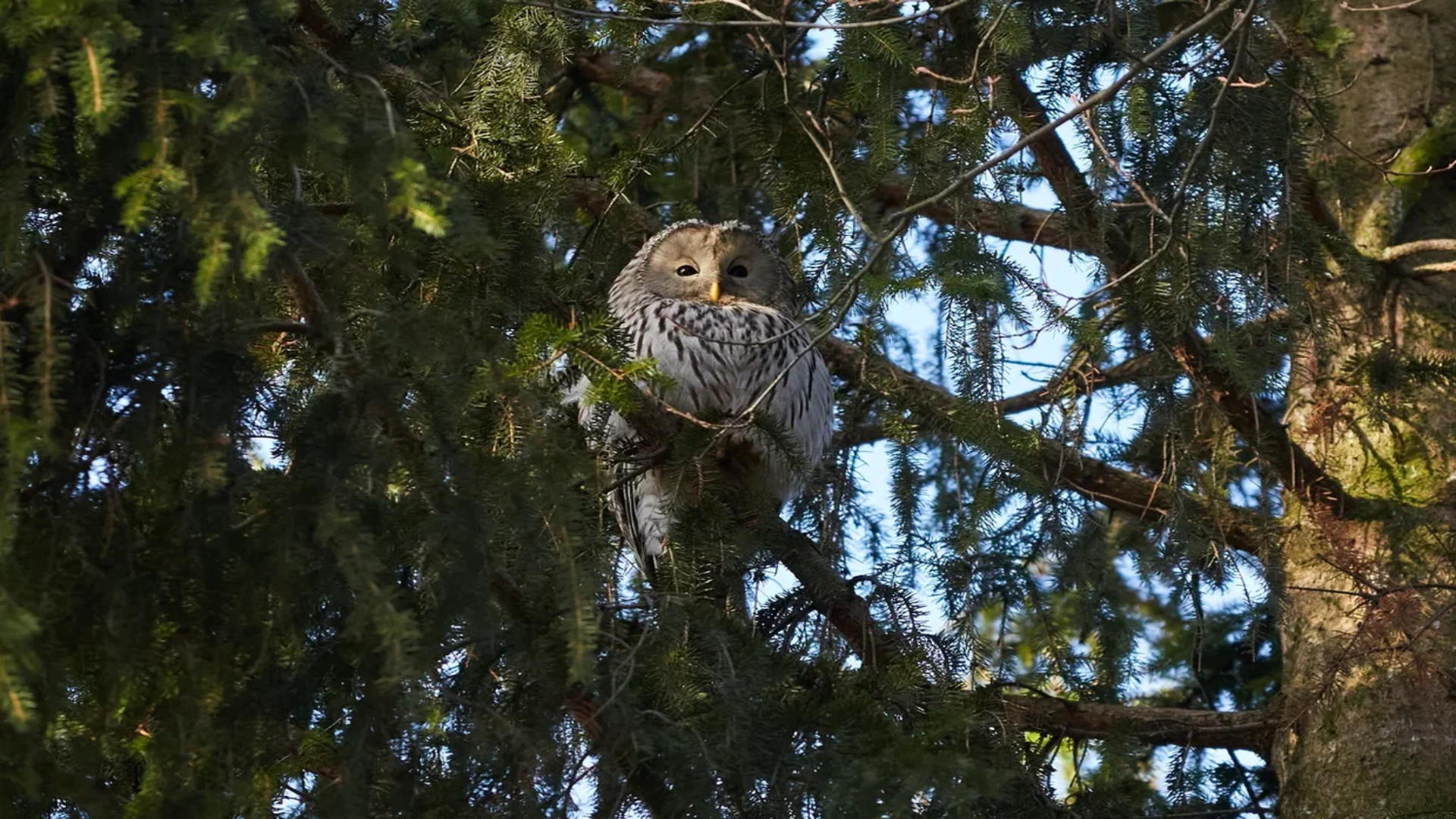 Бесплатная орнитологическая экскурсия в ЦПКиО им. Кирова