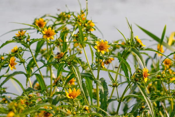 Занятие «Флора Кусковского лесопарка» в экоцентре «Экошкола Кусково»