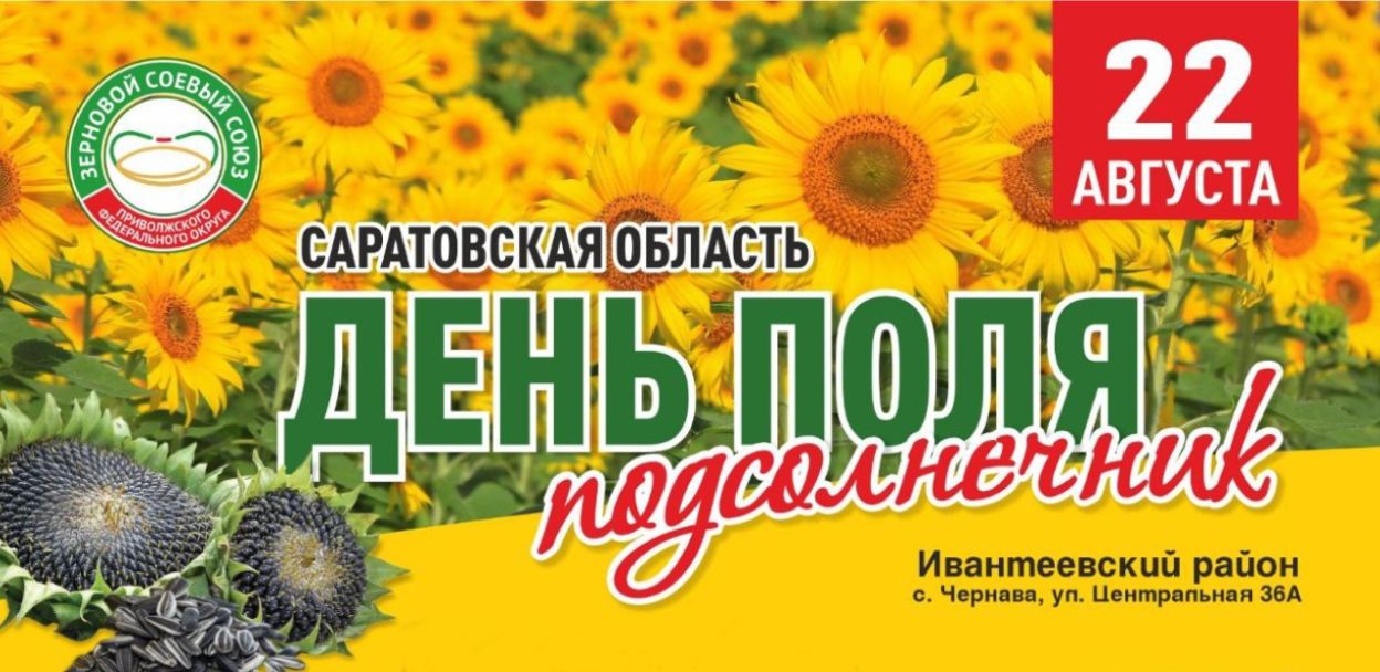 Подсолнечный марафон в Саратовской области: как вырастить и реализовать с максимальной выгодой культуру №1 в регионе