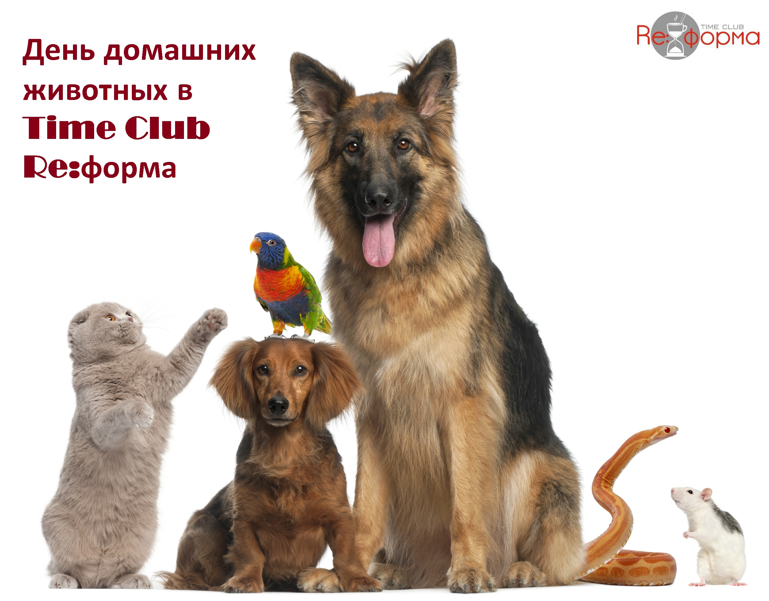 Pets flac. Домашние питомцы. Домашние любимцы. Кошки и собаки. Домашние любимцы собаки.