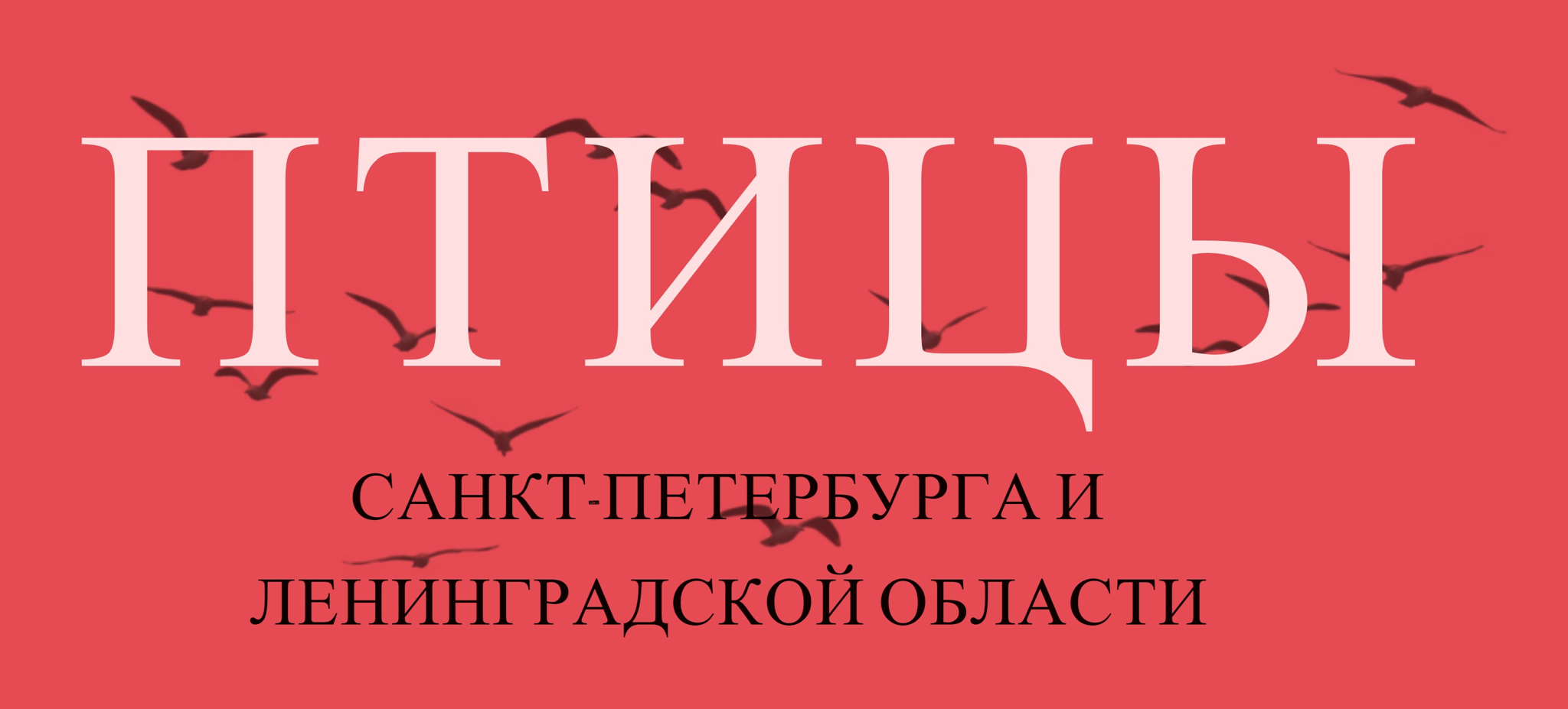 Птицы в санкт петербурге название