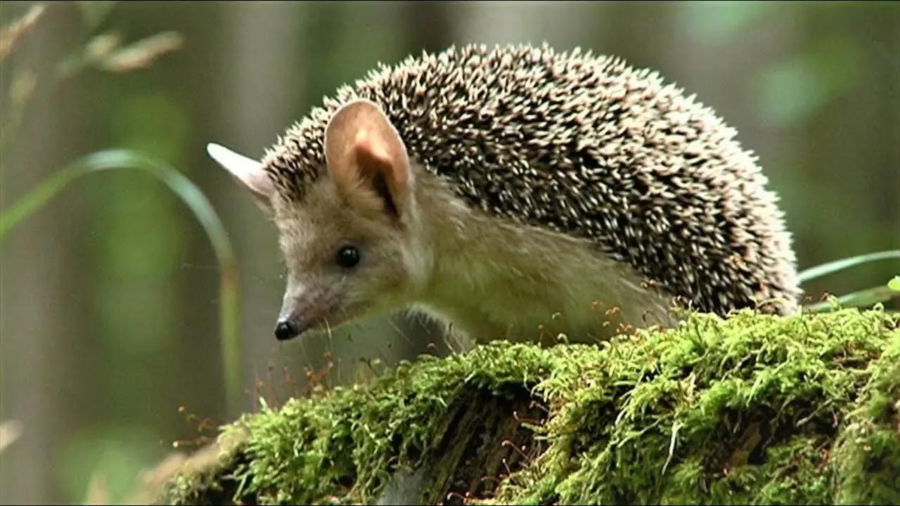 Ежи и летучие мыши. Незаметные и незаменимые