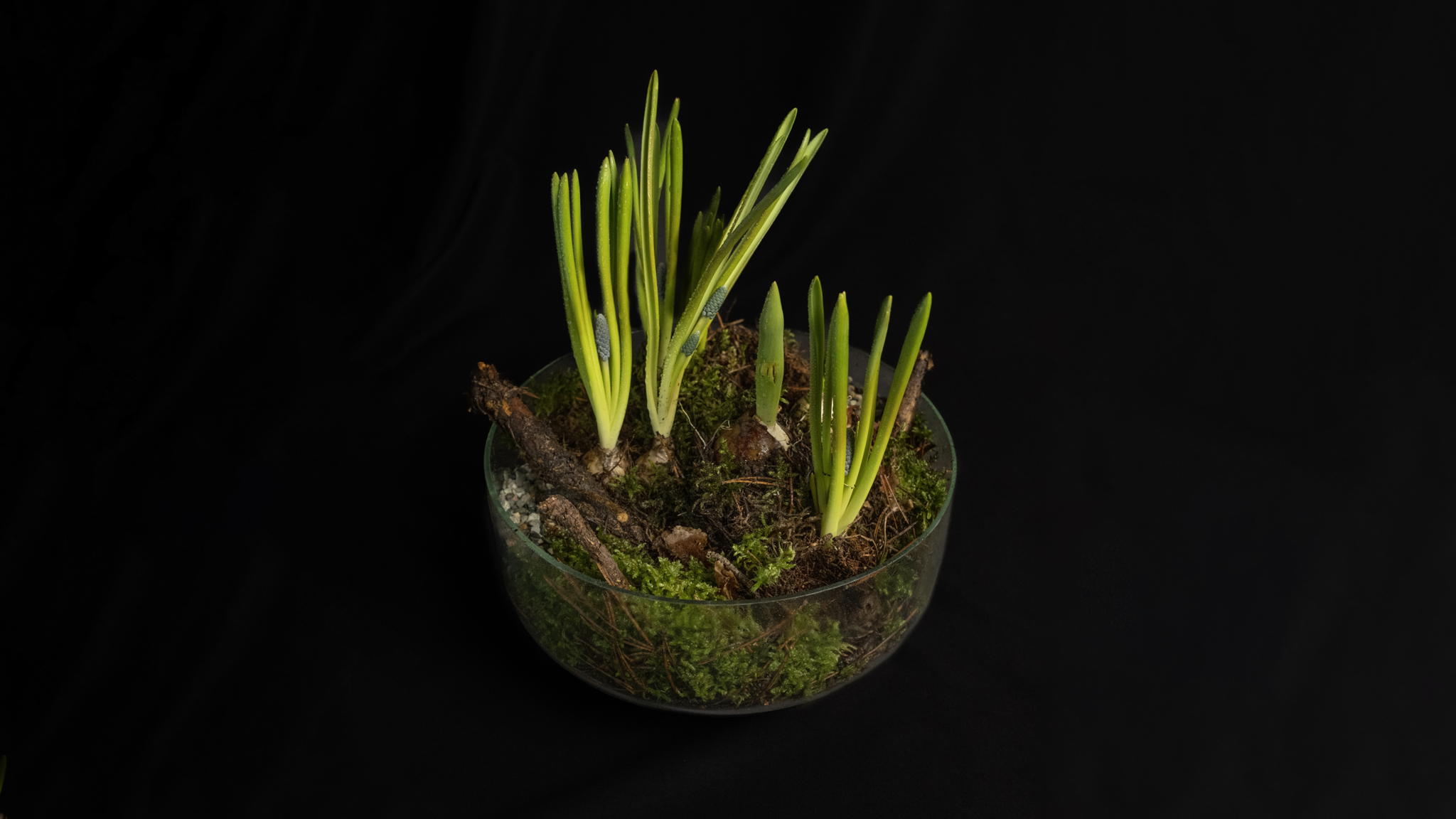 Мастер-класс «Первоцветы: композиция с мускари и тюльпанами»