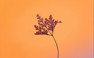 Встреча студенческого клуба Let’s Art&amp;Science: биокиборги, этика и эстетика растений, мир будущего