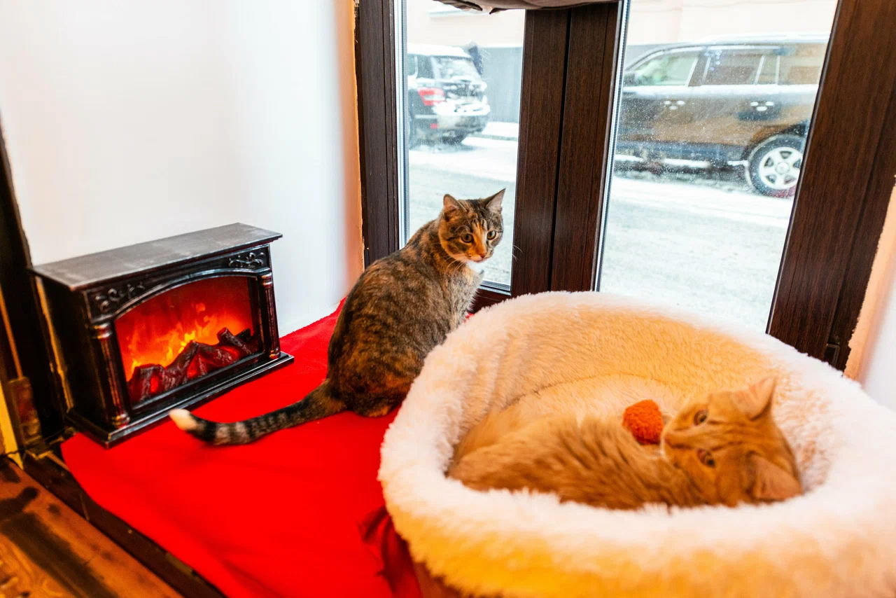 КИНО-КОТО-ТЕРАПИЯ: Просмотр мультфильмов, чаепитие с режиссерами и котами