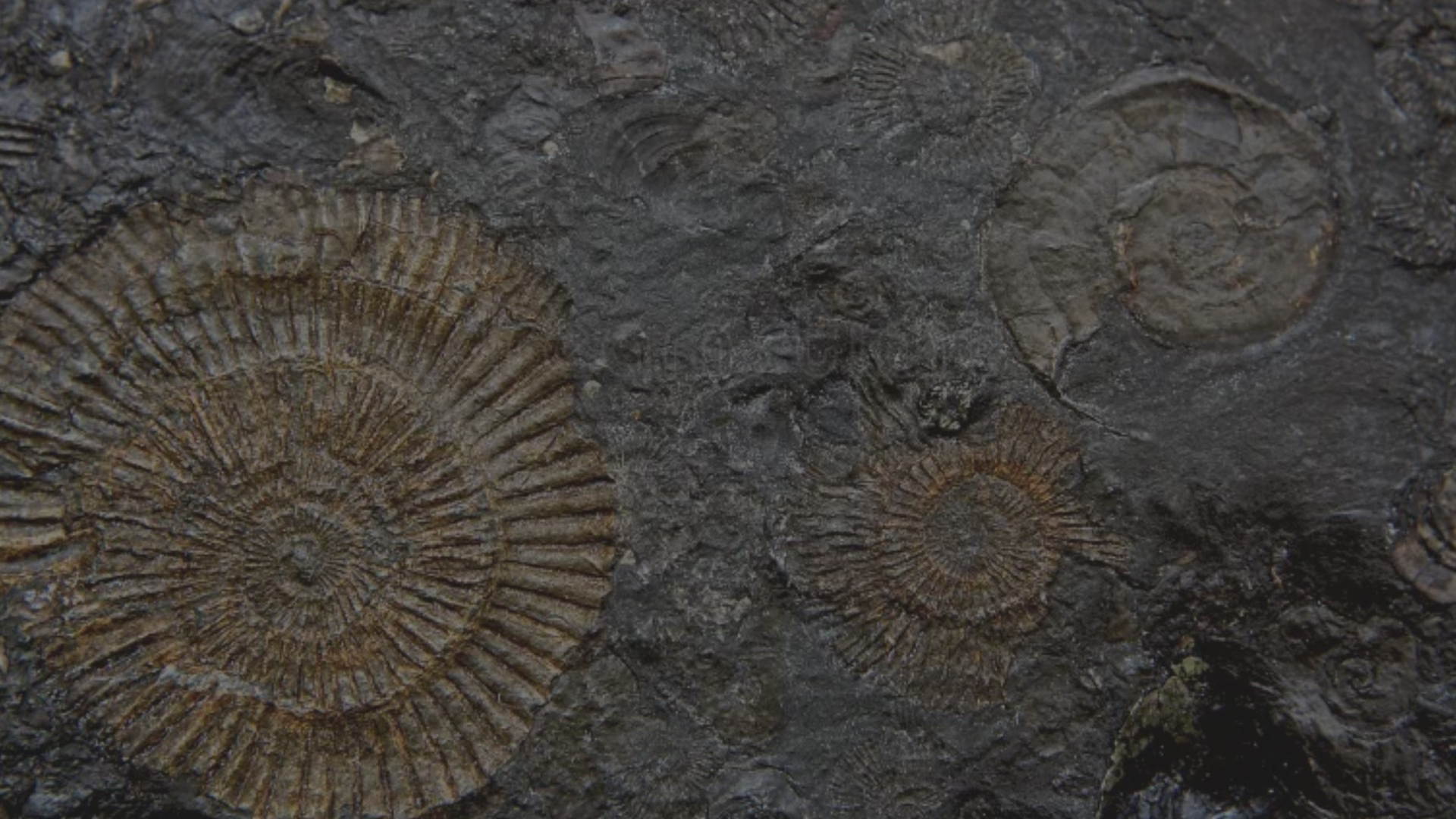 Лекция «Природный камень и палеонтология Нижегородского метро»