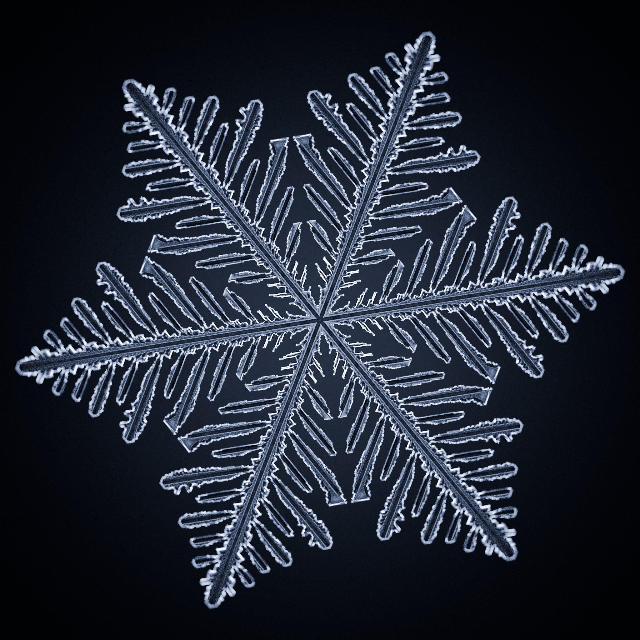 Красота форм в природе и грамматика орнамента