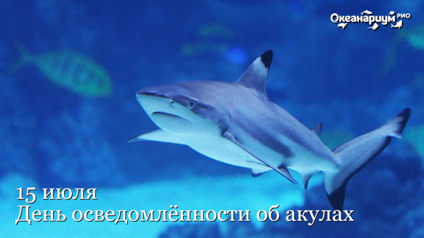 День осведомленности об акулах