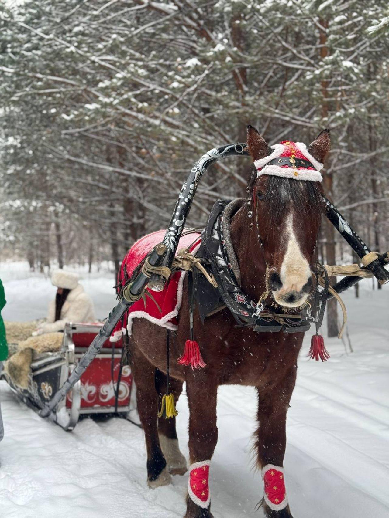 Экскурсия в конный клуб "Мустанг" с катанием на санях