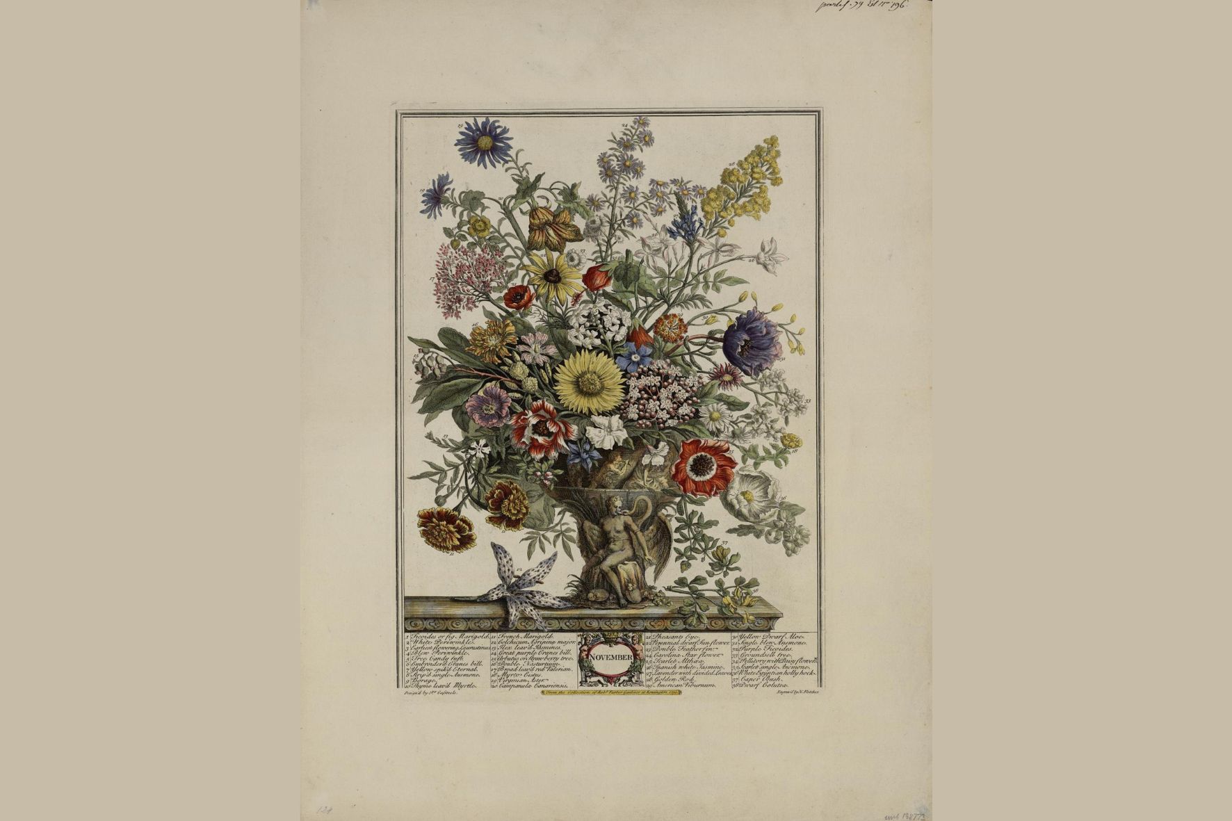 Лекция Анастасии Шантуровой «Этапы развития ботанического рисунка»