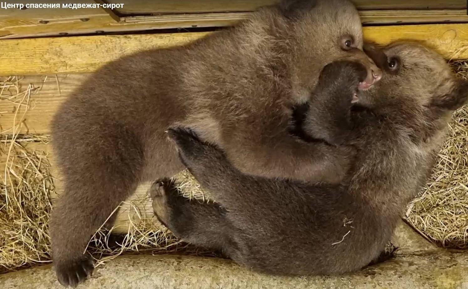 Лекция "Центр спасения медвежат сирот"