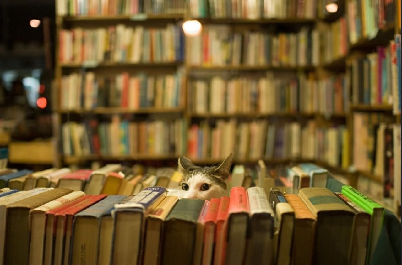 Книги ученый кот. Кот в библиотеке. Котик в библиотеке. Библиотечный кот. Книги про кошек.