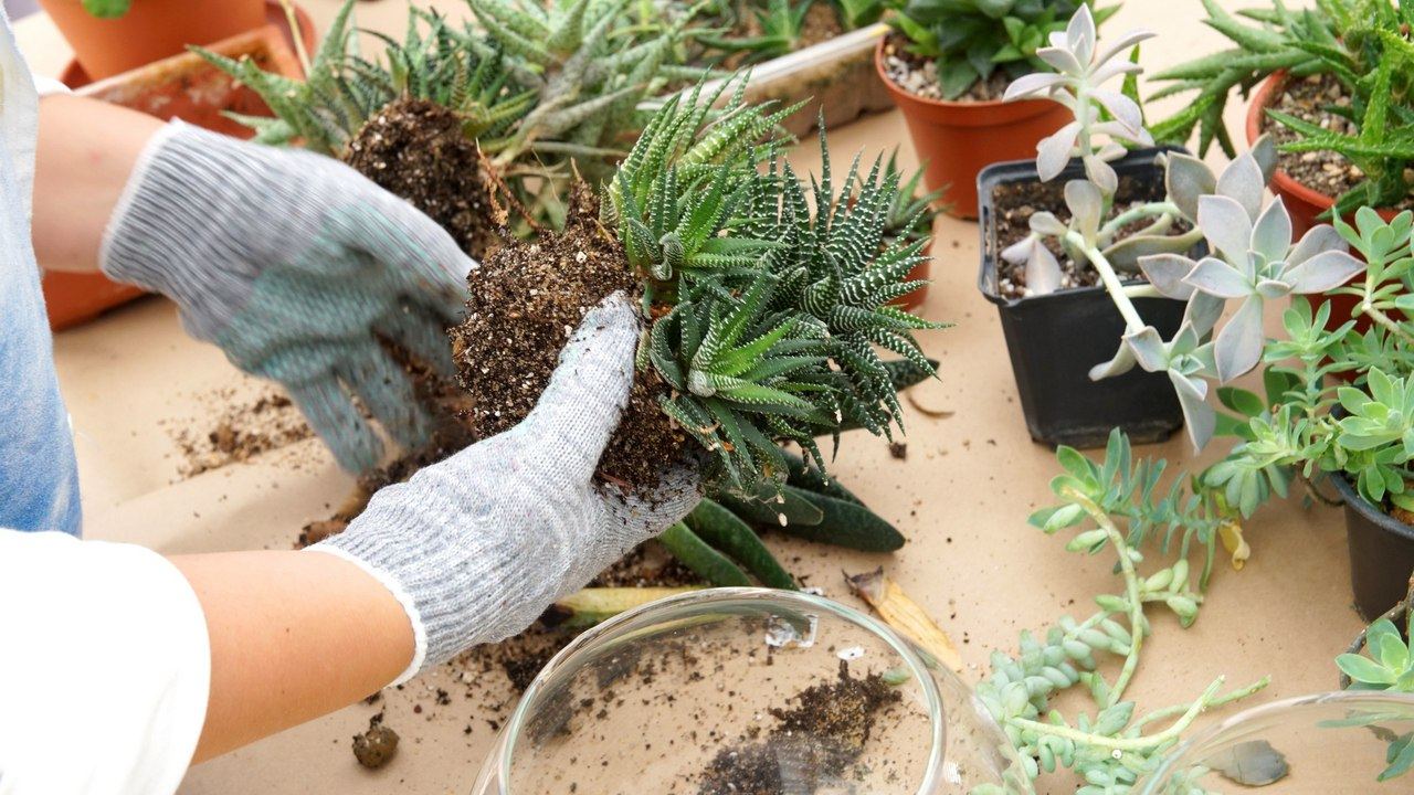 Мастер-класс художницы Лены Скрипкиной «Сад памяти»