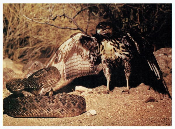 Фильм «Живая пустыня / The Living Desert», 1953 (к/т «Иллюзион», Большой зал)