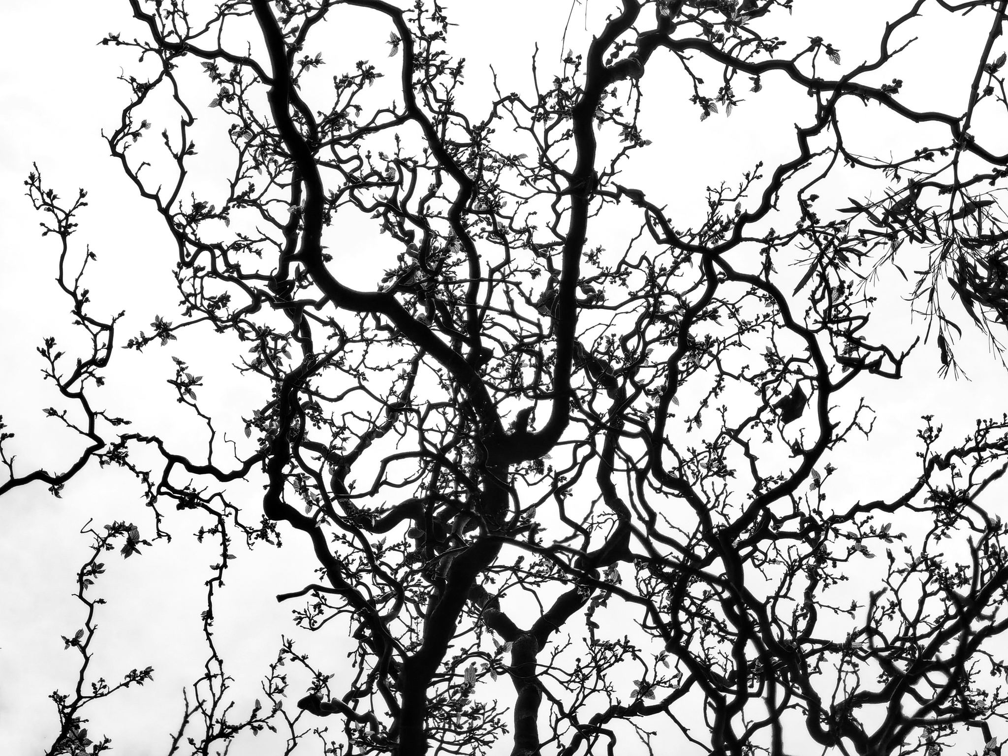 Дискуссионный клуб «Границы психиатрии и неврологии в России XIX-XXI века»