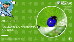 Насекомые с крыльями. Кто они? (6+)