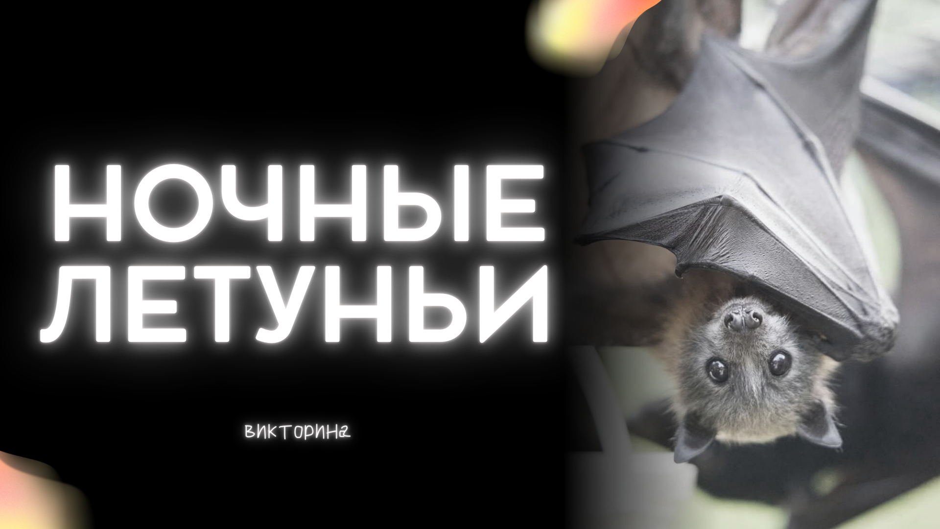 Викторина «Ночные летуньи»