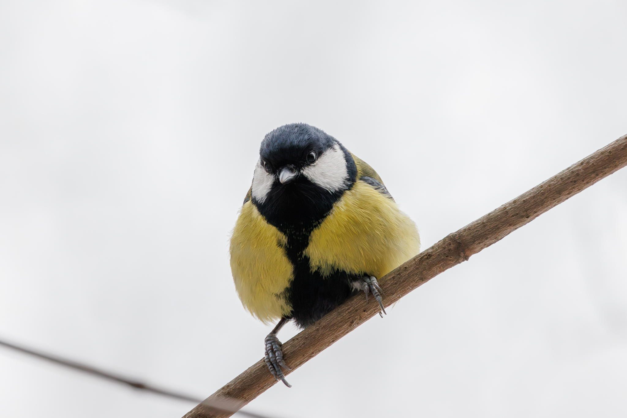Тематическая программа «Синичкин день» в экоцентре «Экошкола Кусково»