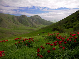 Растения Крыма