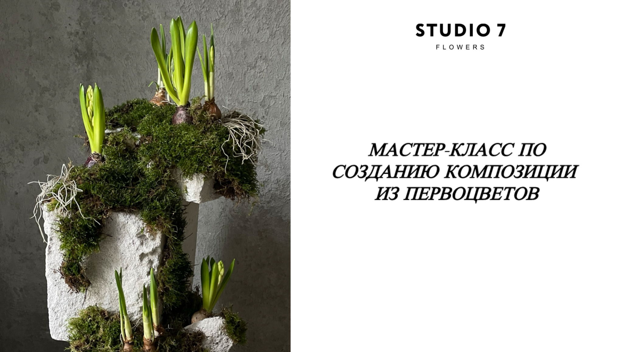 Сажаем луковичные первоцветы