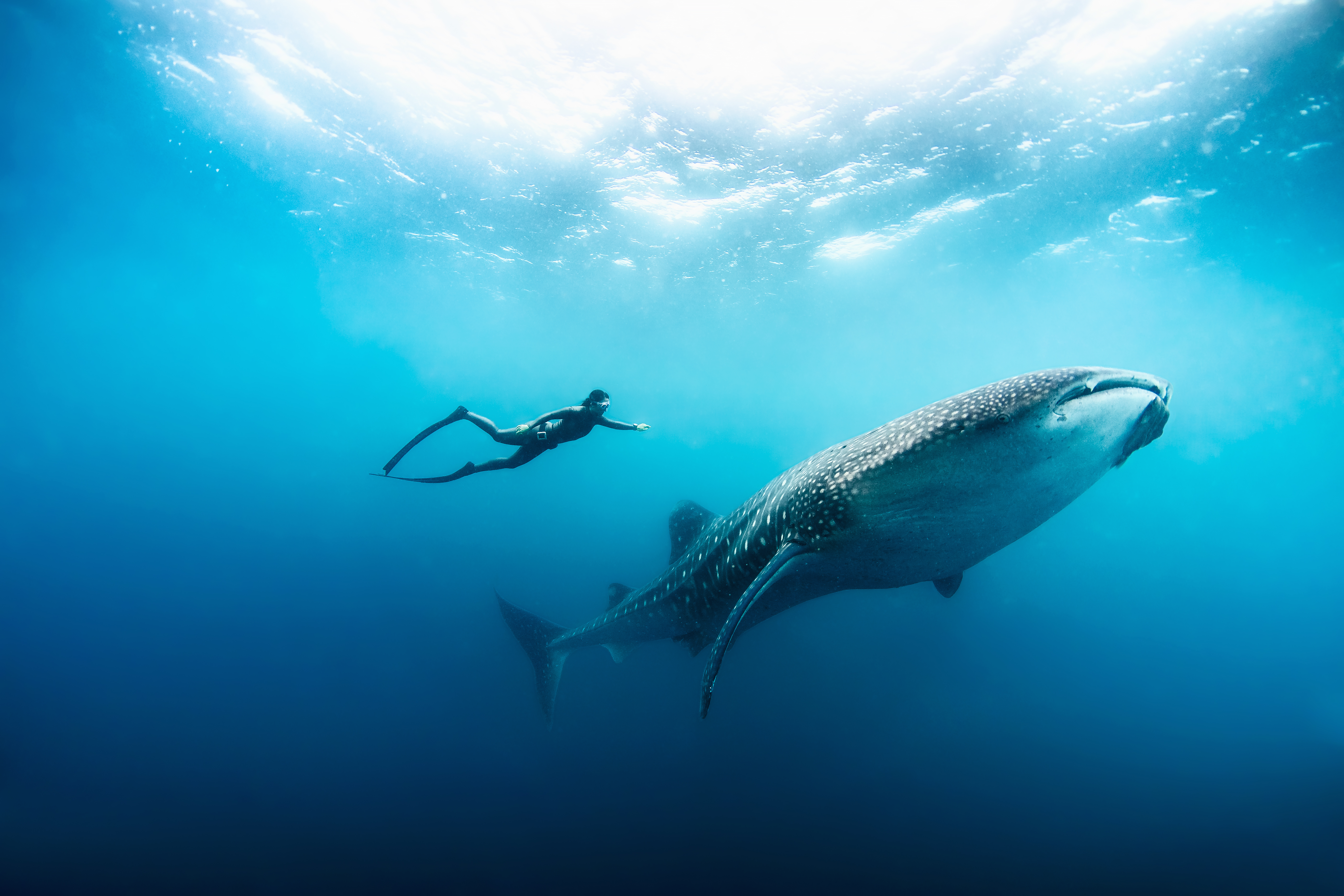 Китовая акула под водой