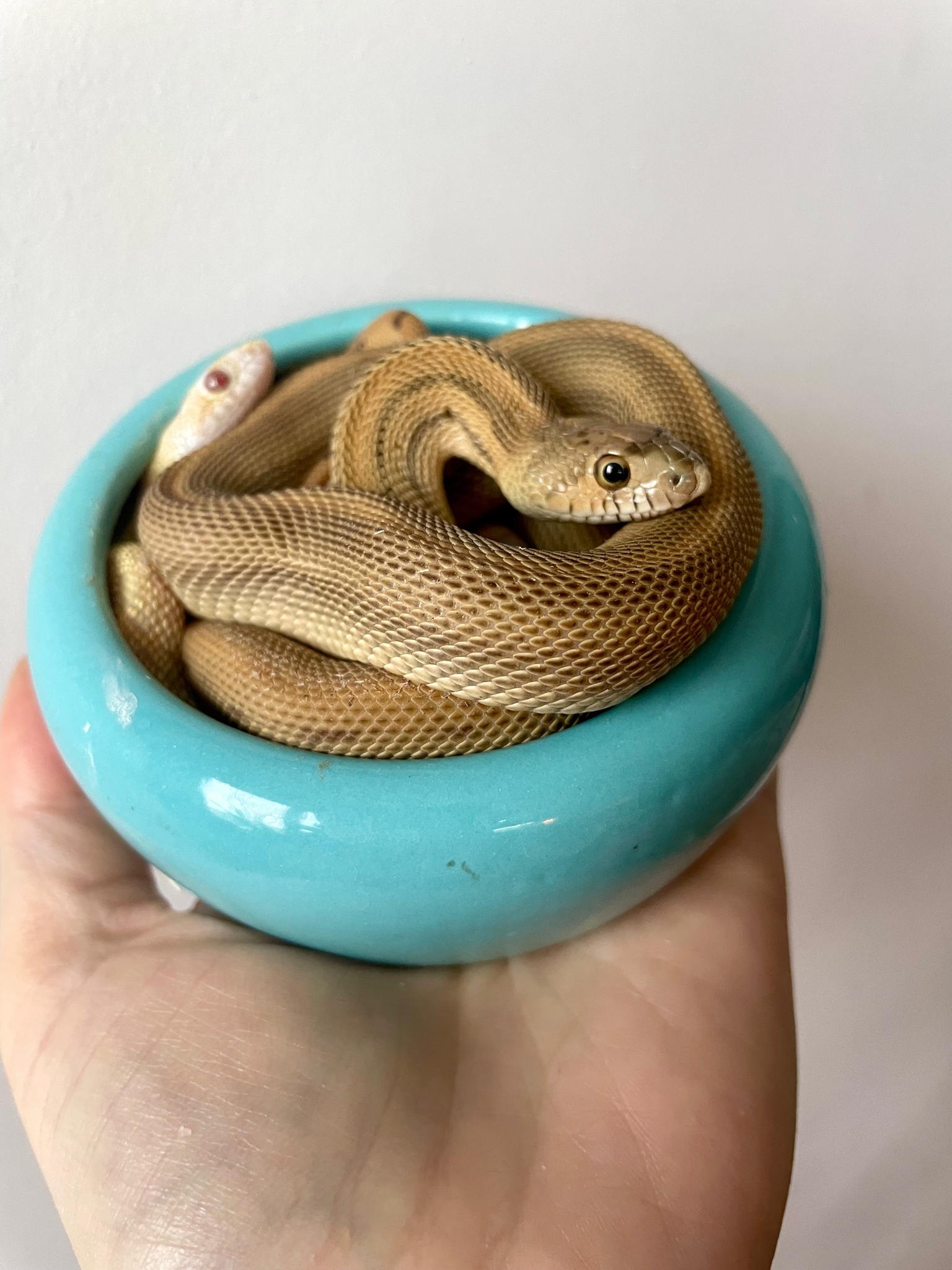 Домашние змеи. Всё о самых распространённых рептилиях 7+