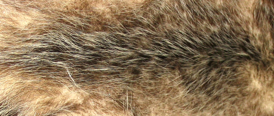 Из чего образовались волосы млекопитающих
