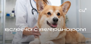 Встреча с ветеринарным врачом: полезные знания и ответы на ваши вопросы