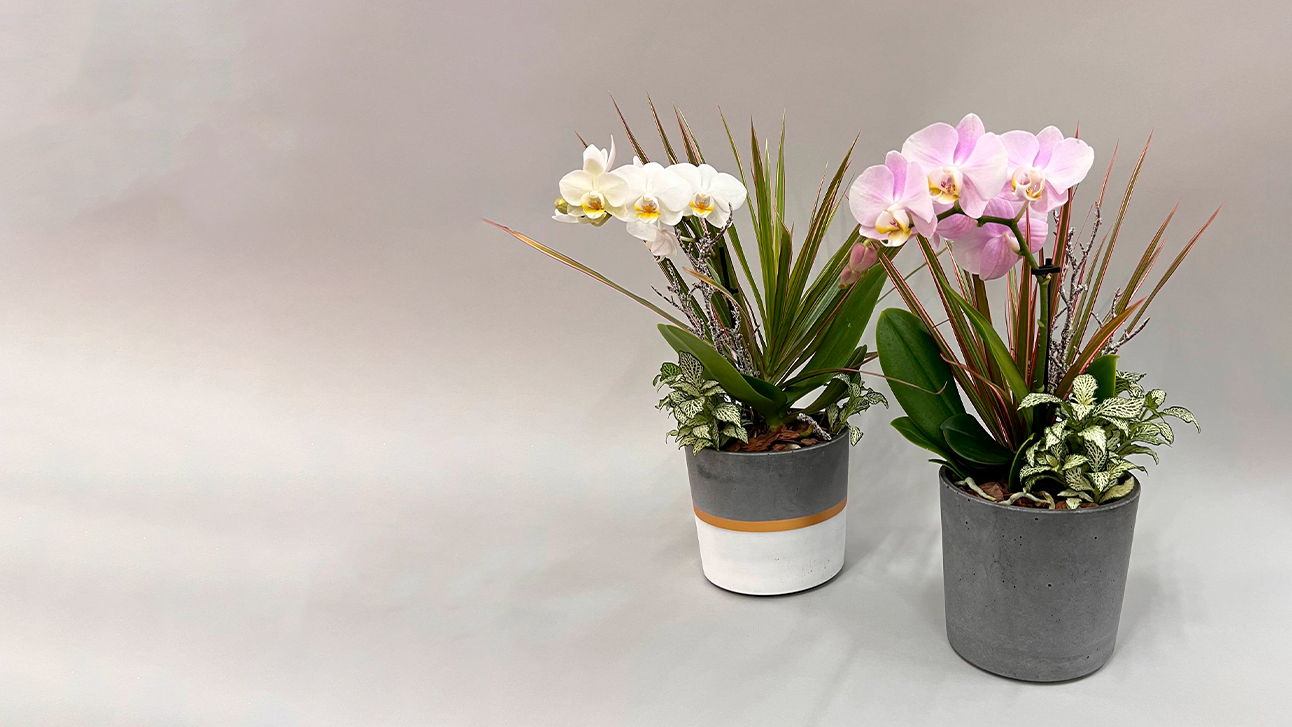 ОТКРЫТА ЗАПИСЬ НА МАСТЕР-КЛАСС ПО СОЗДАНИЮ КОМПОЗИЦИИ С ОРХИДЕЕЙ: «ЭКЗОТИКА»