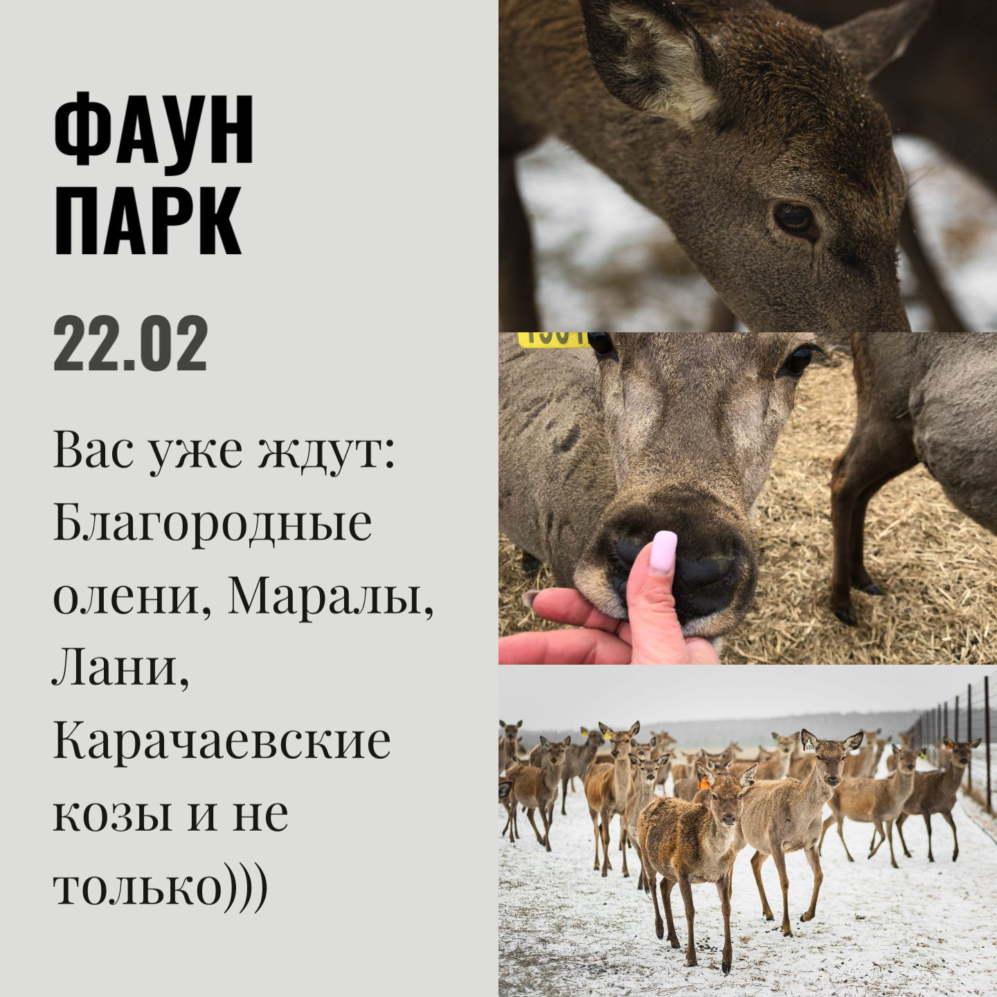 Экскурсия к Оленям и Маралам