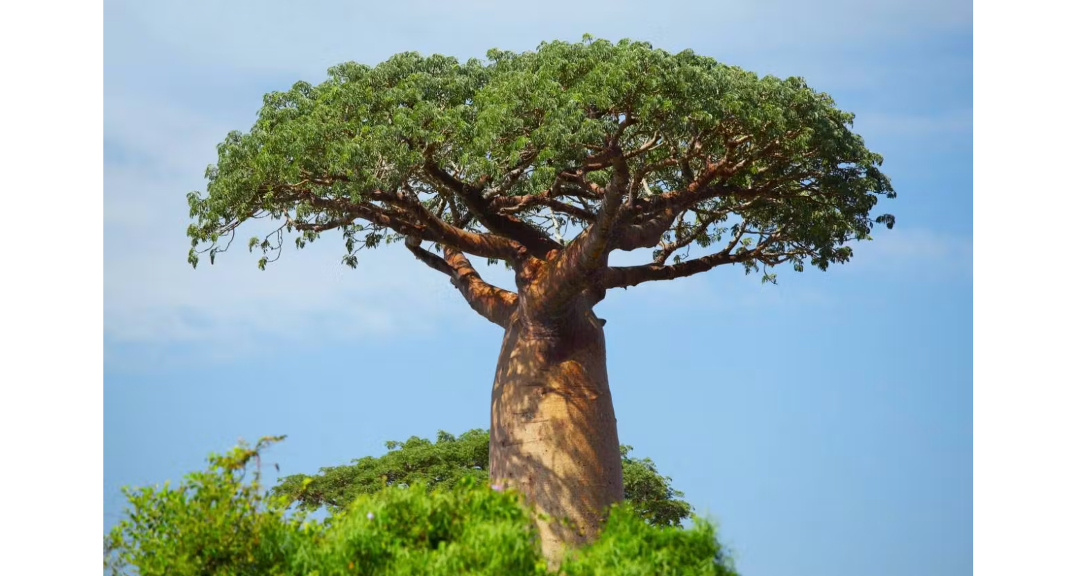 Кинопоказ: Мужчина, высаживающий баобабы
