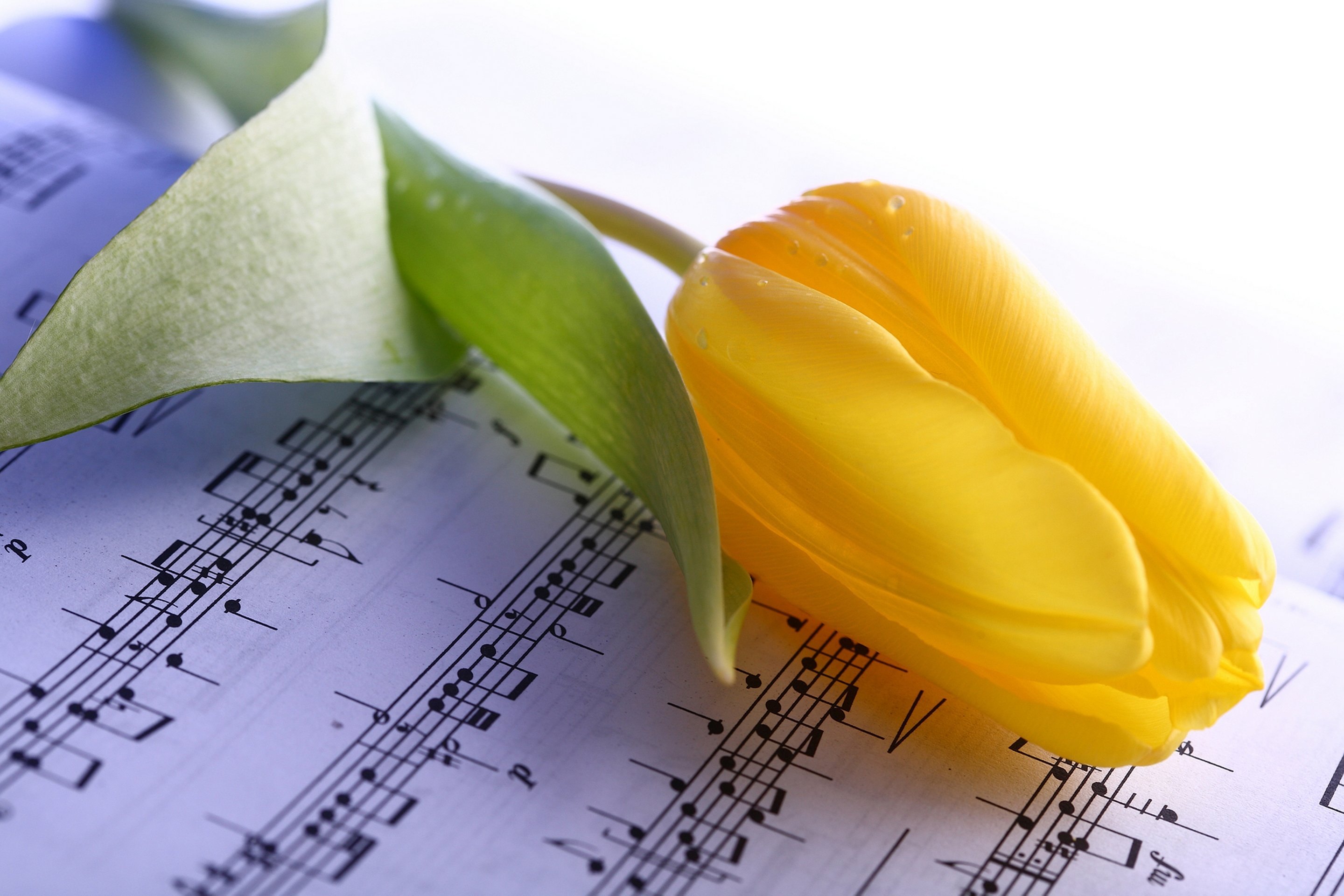 Концерт "музыка немецкого романтизма"