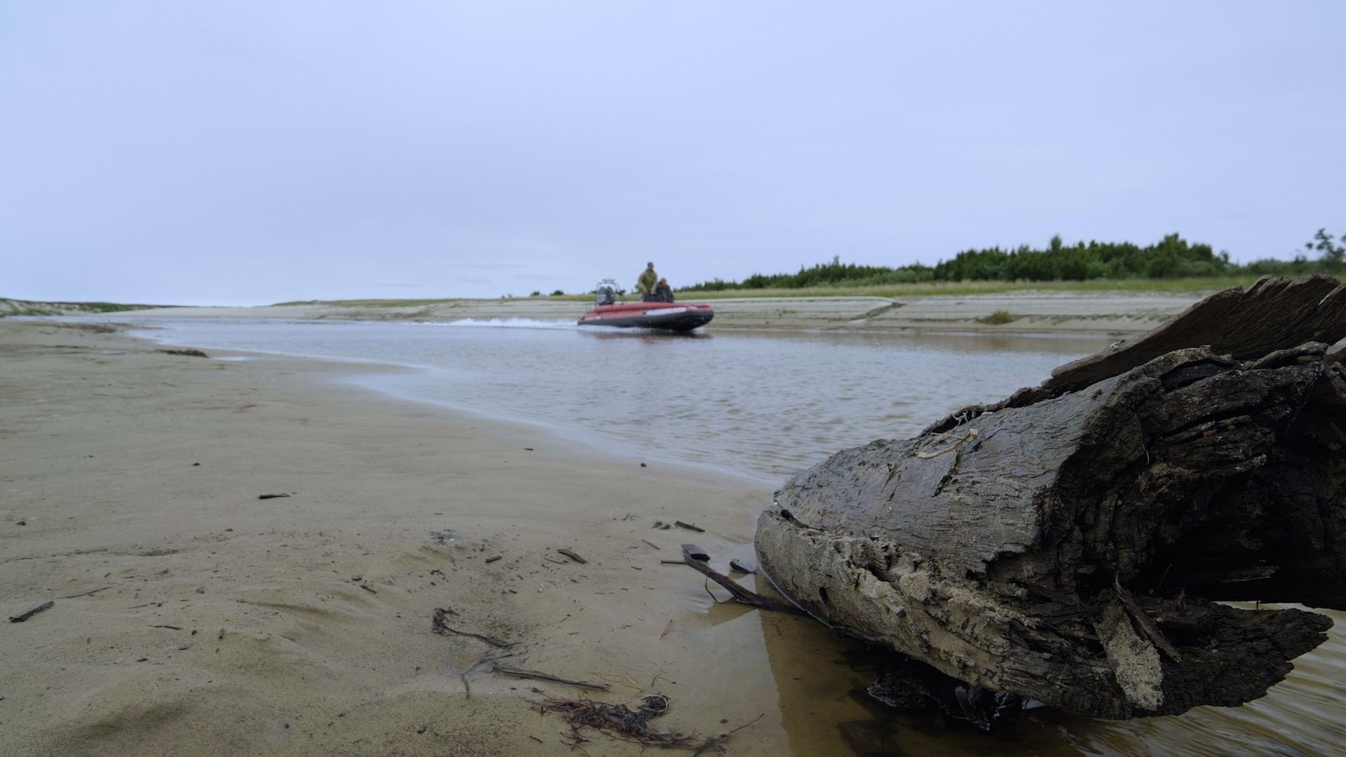 Документальный фильм «Кольца жизни. В поисках тысячелетнего образца», реж. Алексей Яковлев