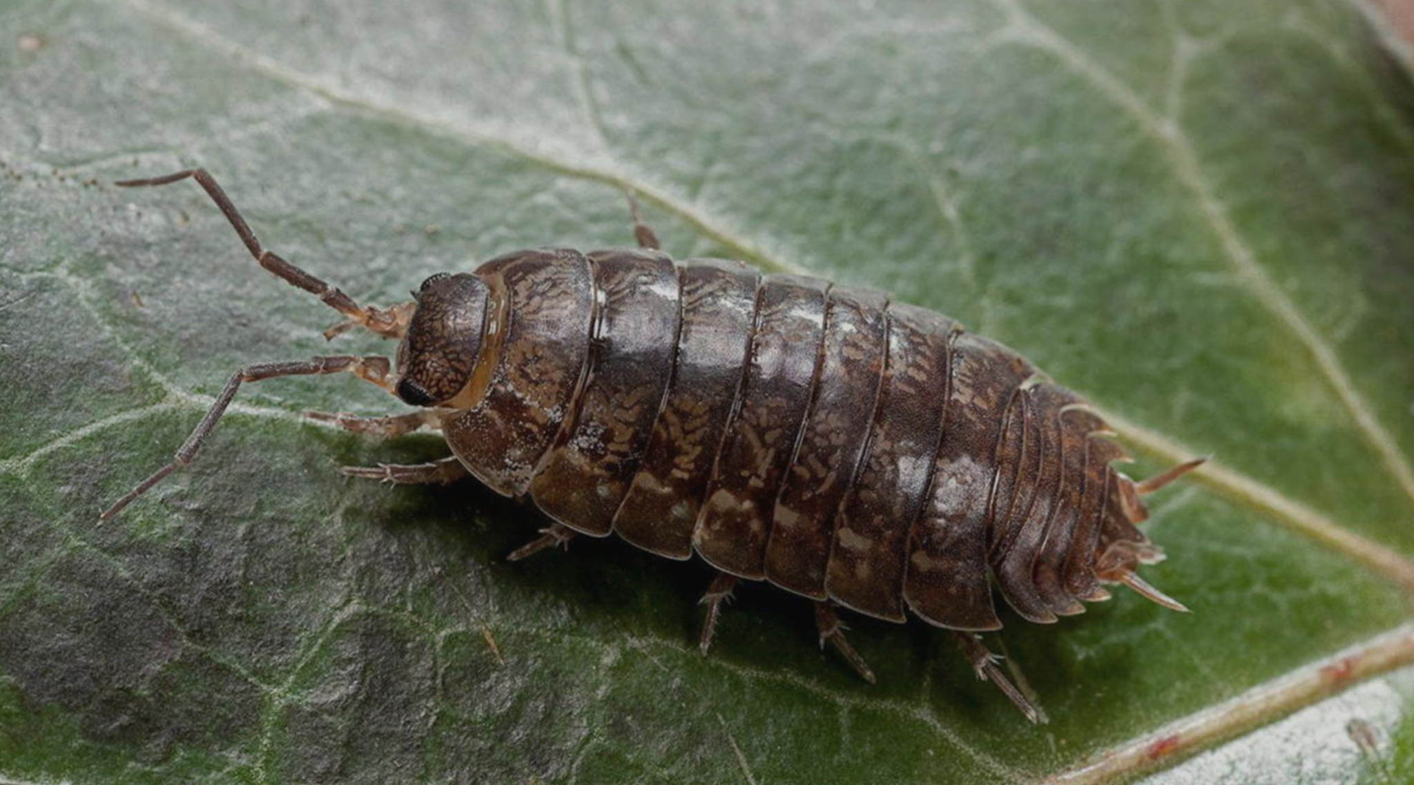 в 12:00 "Живая" лекция "Про мокриц" с мастер-классом по созданию террариума зоолога Анны Ремизовой в библиотеке им. Гайдара на Фрунзенской. 5+