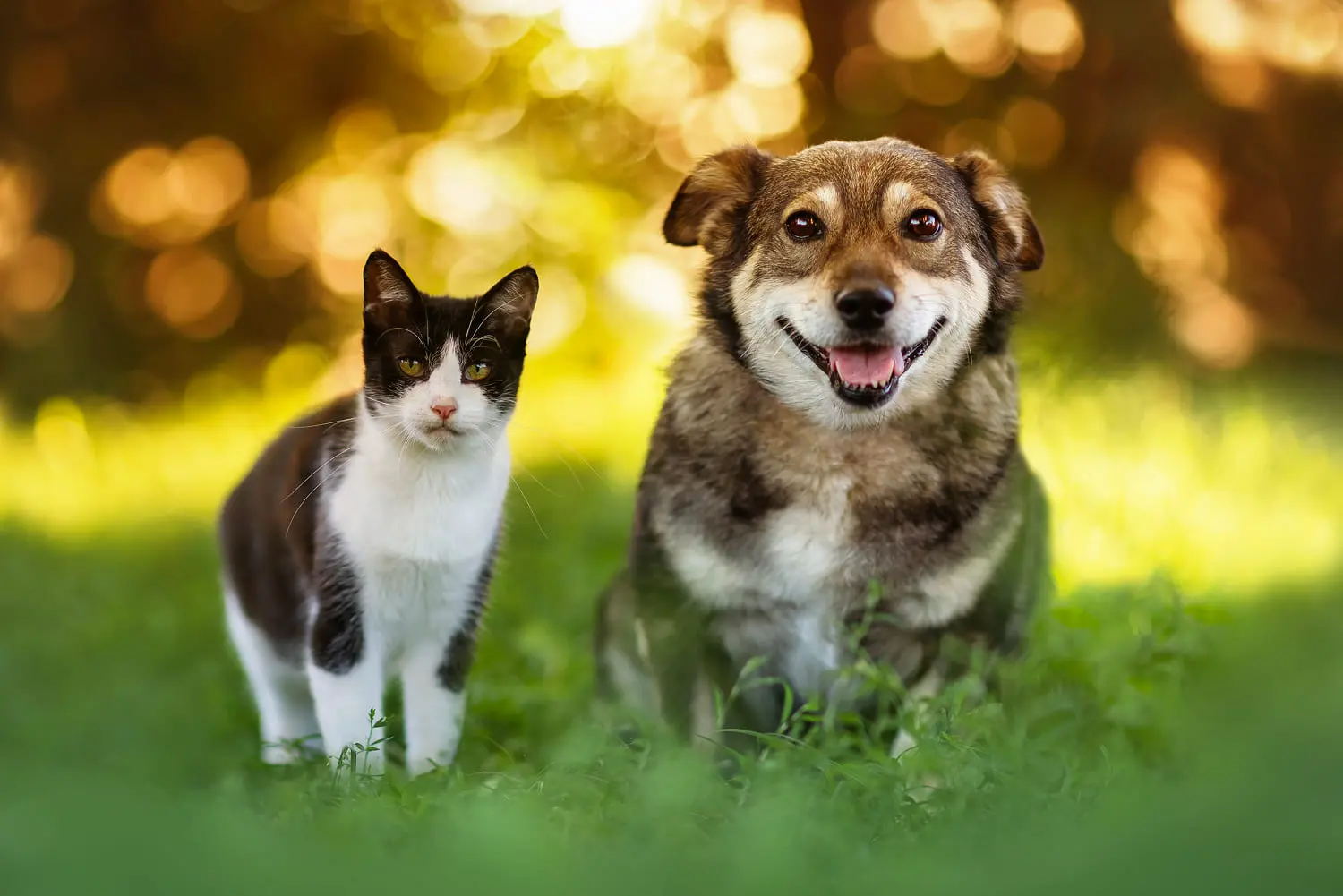 Игра интеллектуальная «Друзья домашнего очага»