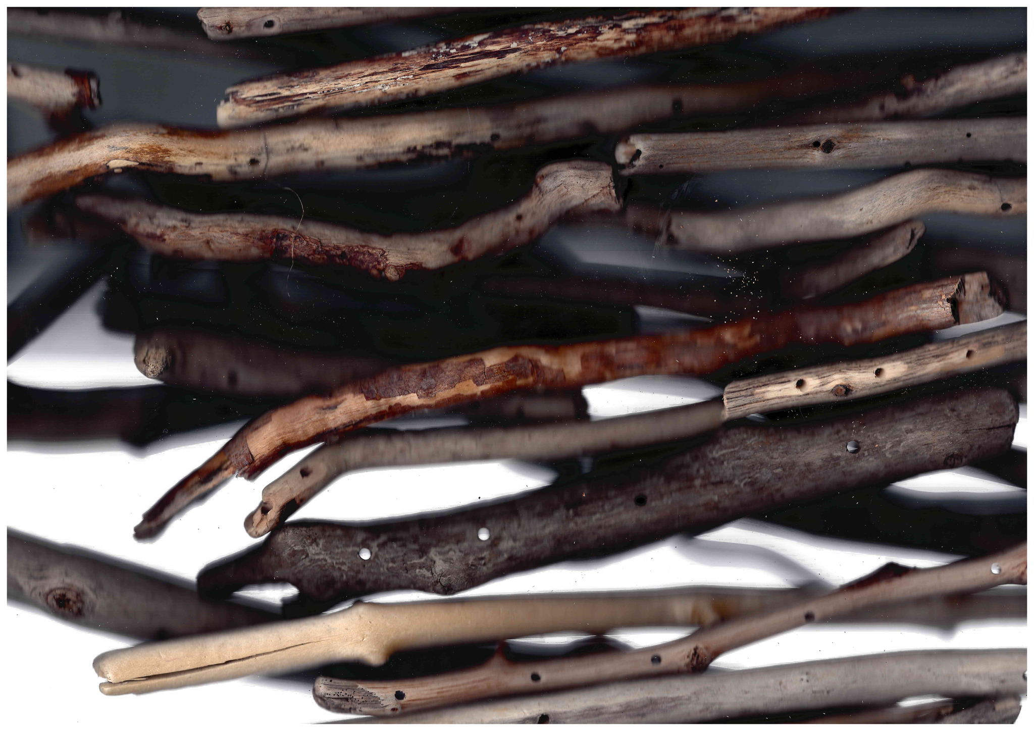 Елки-Палки | Цех юннатов