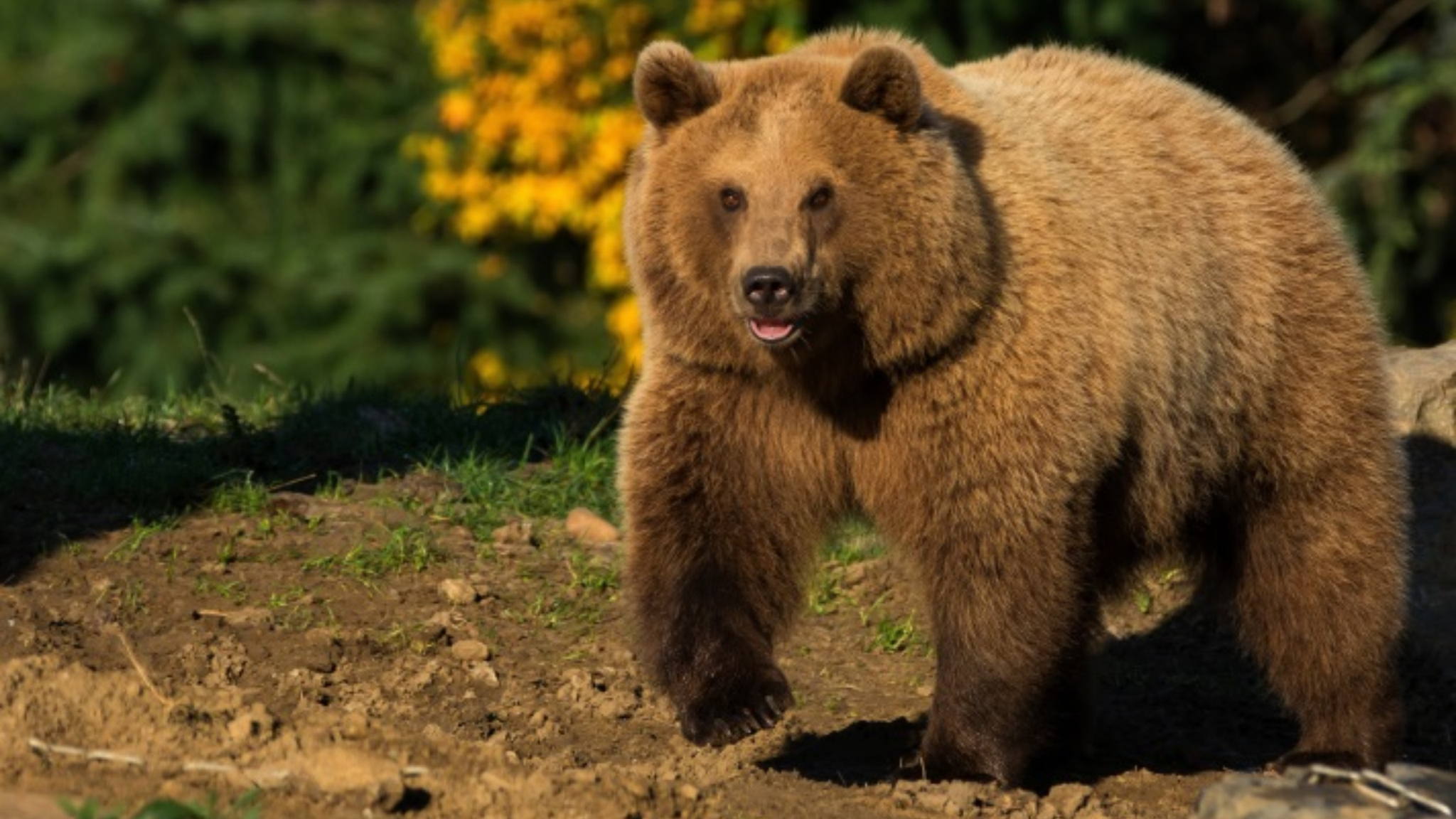 Отсо, яблочко лесное | Этнографическое погружение