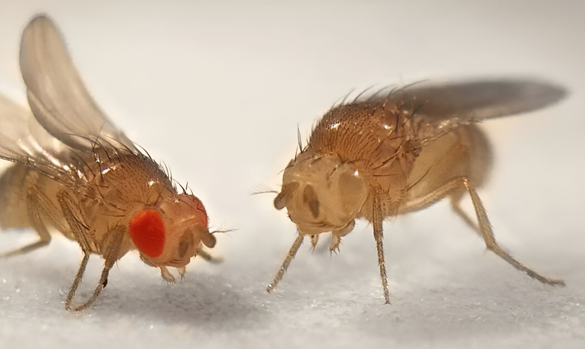 Онлайн-лекция Андрея Синюшина «Законы Менделя. Особенности сцепленного наследования»