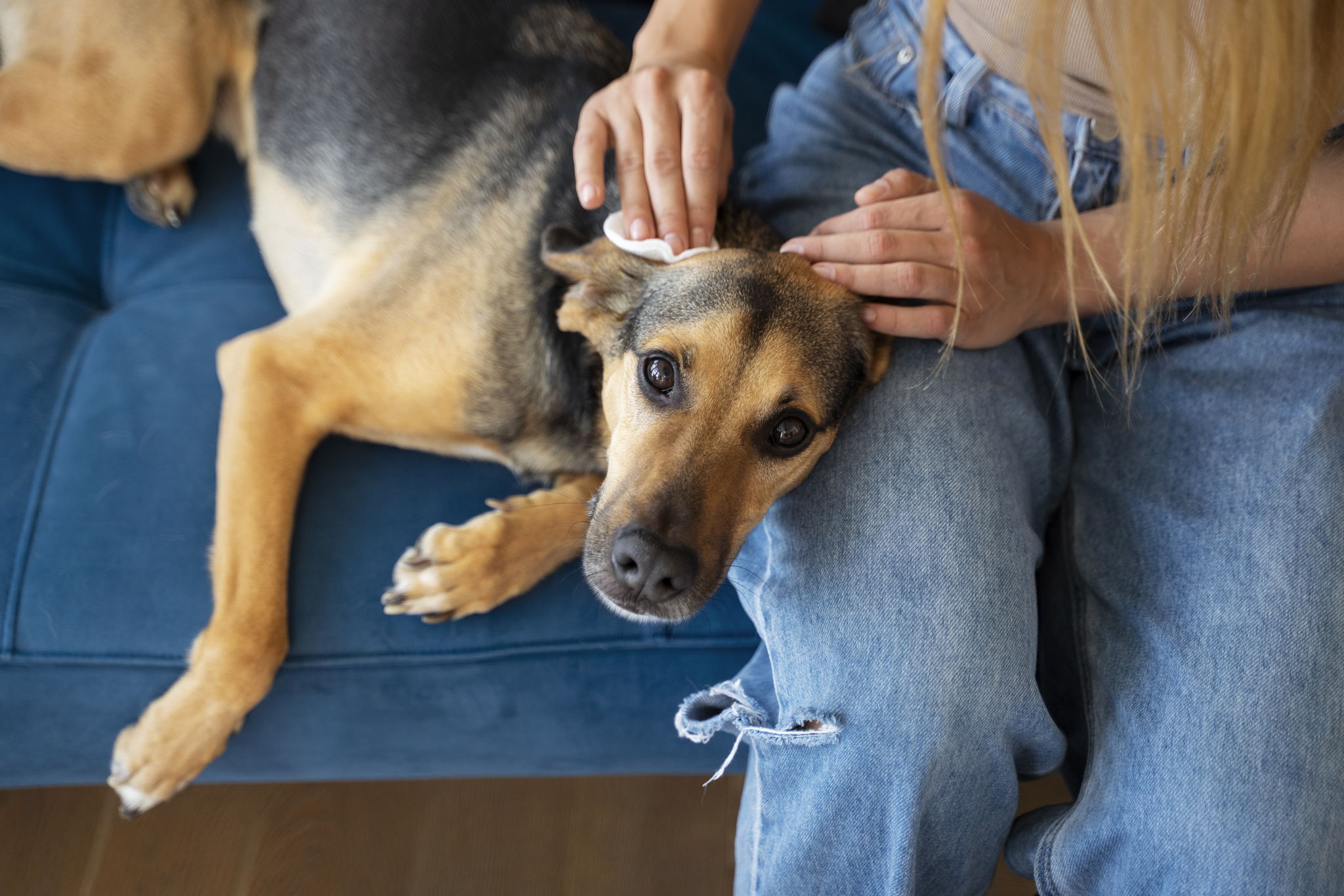Онлайн-вебинар "Первая помощь питомцу в экстренных ситуациях"