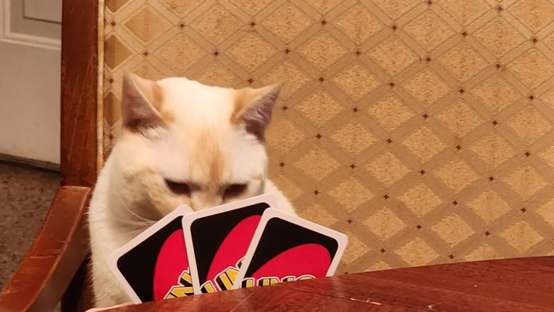 Турнир по uno