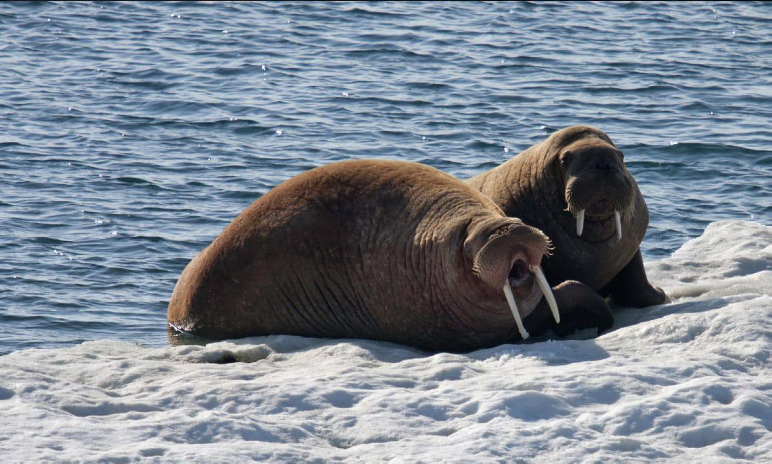 14:00 18:00 "День ластоногих" от образовательного объединения "Путь открытий" в библиотеке им. Гайдара на Фрунзенской. 5+